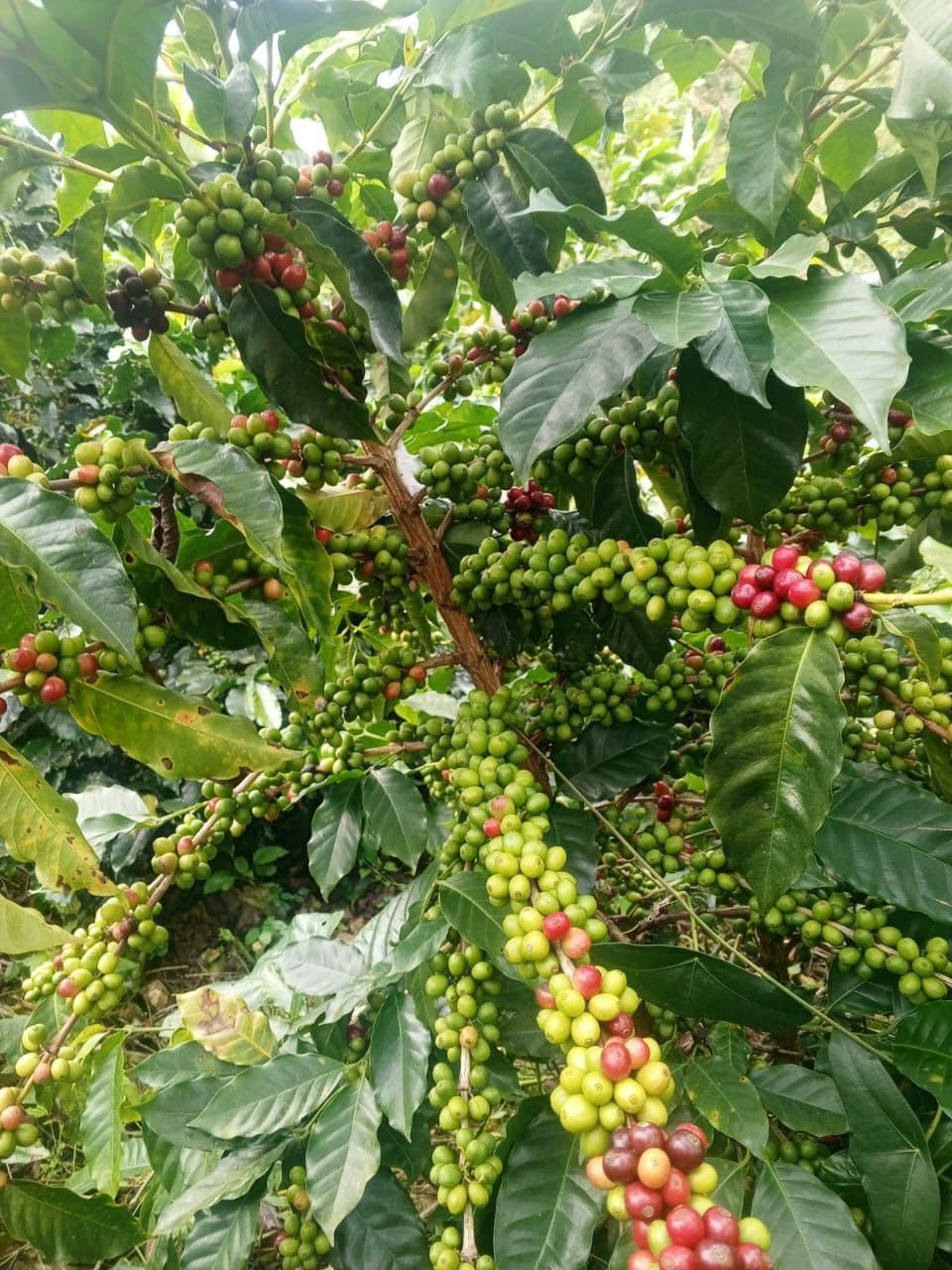 Exotic Fruit Premium - Café de especialidad y frutas frescas