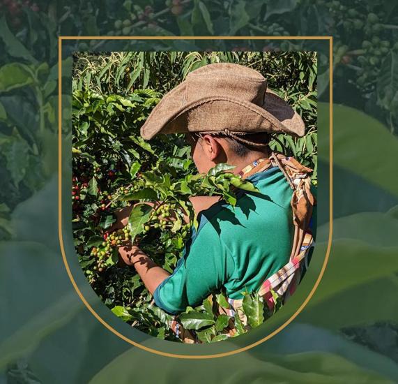 Plantación de café