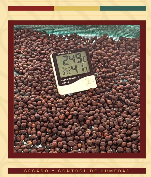 Granos de café verde seleccionados