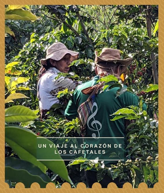 Plantación de café