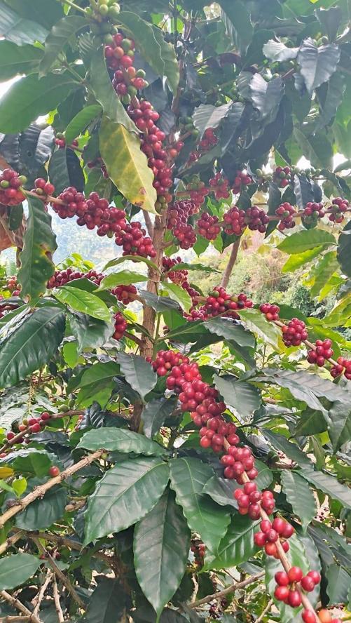 Café de especialidad de origen