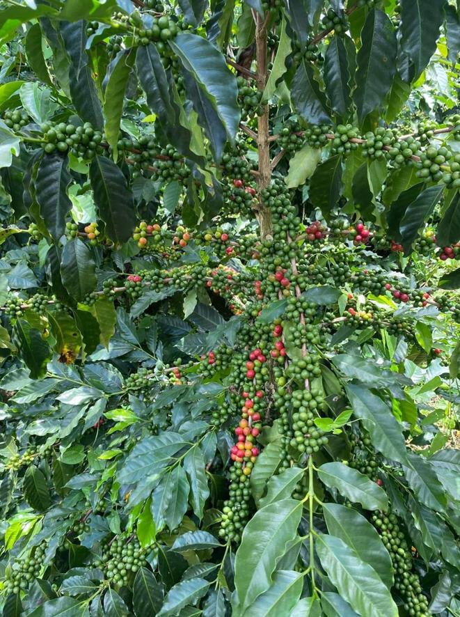 Productor de café de origen